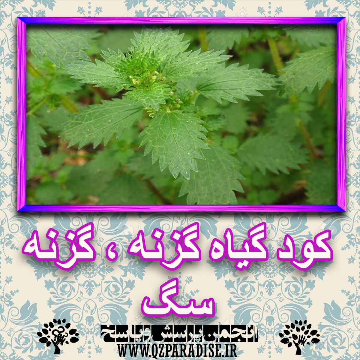 کود مناسب گیاه گزنه سگ چیست و چه خاصیتی دارد؟ 88ea70aed41c4463ccd1ac07f98d6a053e1b9687 227 - کود مناسب گیاه گزنه سگ چیست و چه خاصیتی دارد؟