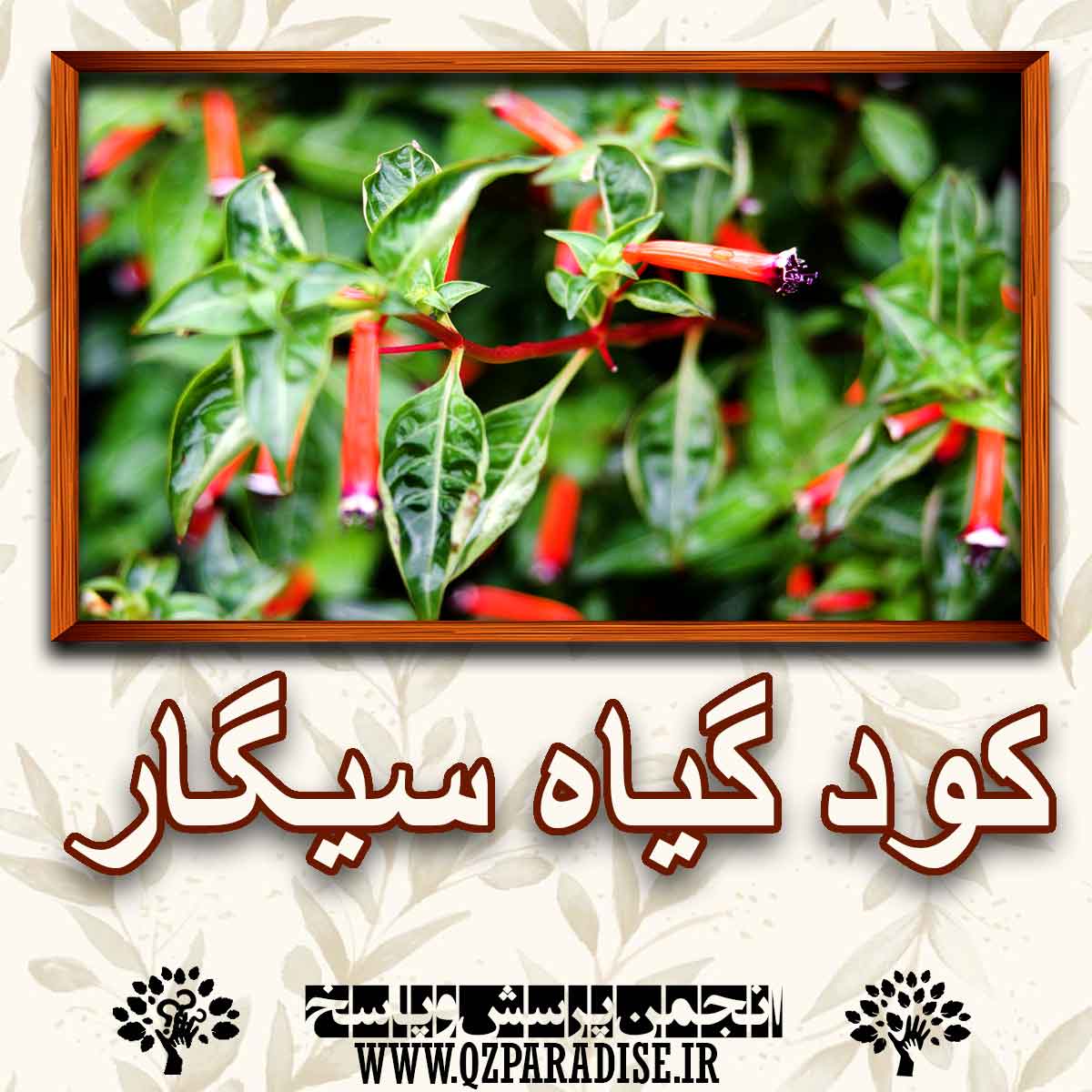 خواص و فواید کود گیاه سیگار را شرح دهید ؟ 8901780333f38e5614677263337ebf42d066c38f 227 - خواص و فواید کود گیاه سیگار را شرح دهید ؟