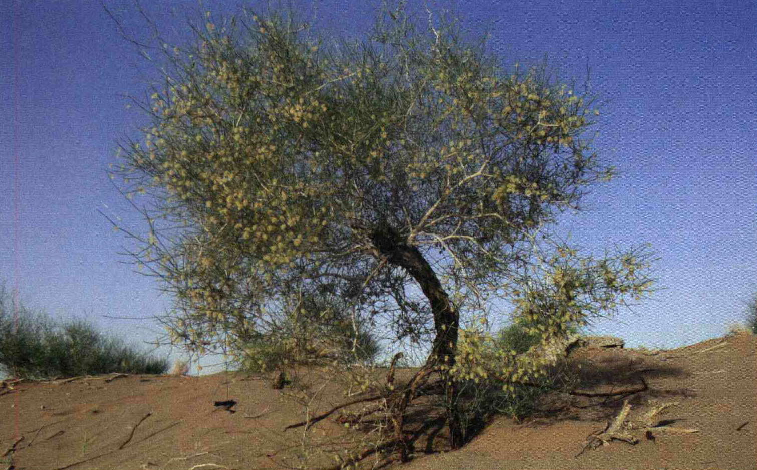 کود مناسب گیاه اسکنبیل هفت بندی چیست و چه خاصیتی دارد؟ 896d6b5cd047702060e2e99f20457d3b9780c3ea 14 - کود مناسب گیاه اسکنبیل هفت بندی چیست و چه خاصیتی دارد؟