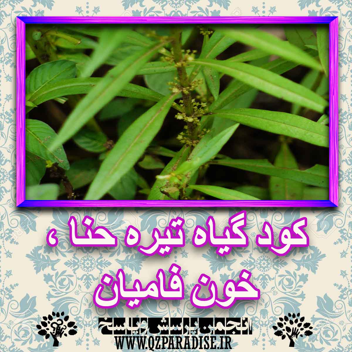 خواص استفاده از گیاه-تیره-حنا-خون-فامیان را شرح دهید ؟ 8a8e72c59454509b3fd002d0060578d3d7a31b57 227 - خواص استفاده از گیاه-تیره-حنا-خون-فامیان را شرح دهید ؟