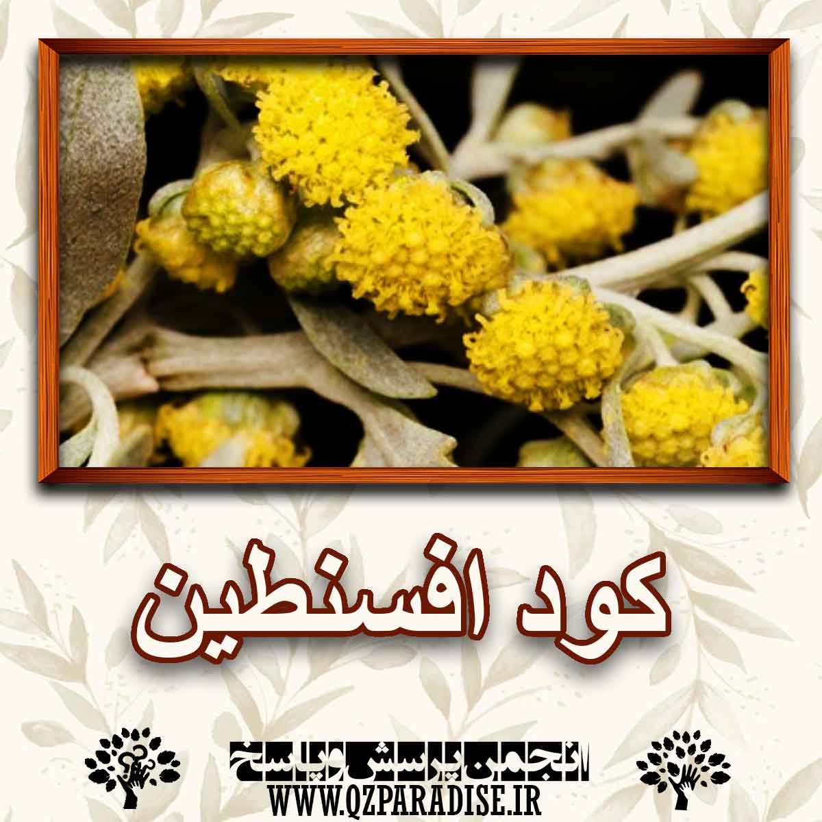 8acd63c3f05e1a412b5db40b4e78b0761f6cdf71 290 - چه کودی مناسب افسنطین است؟