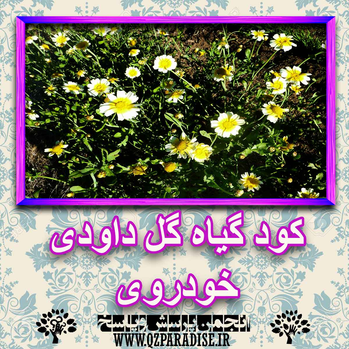 خواص استفاده از گل داودی خودروی را شرح دهید ؟ 8b5e0c359297036371dcb3e76e0495229806be14 227 - خواص استفاده از گل داودی خودروی را شرح دهید ؟