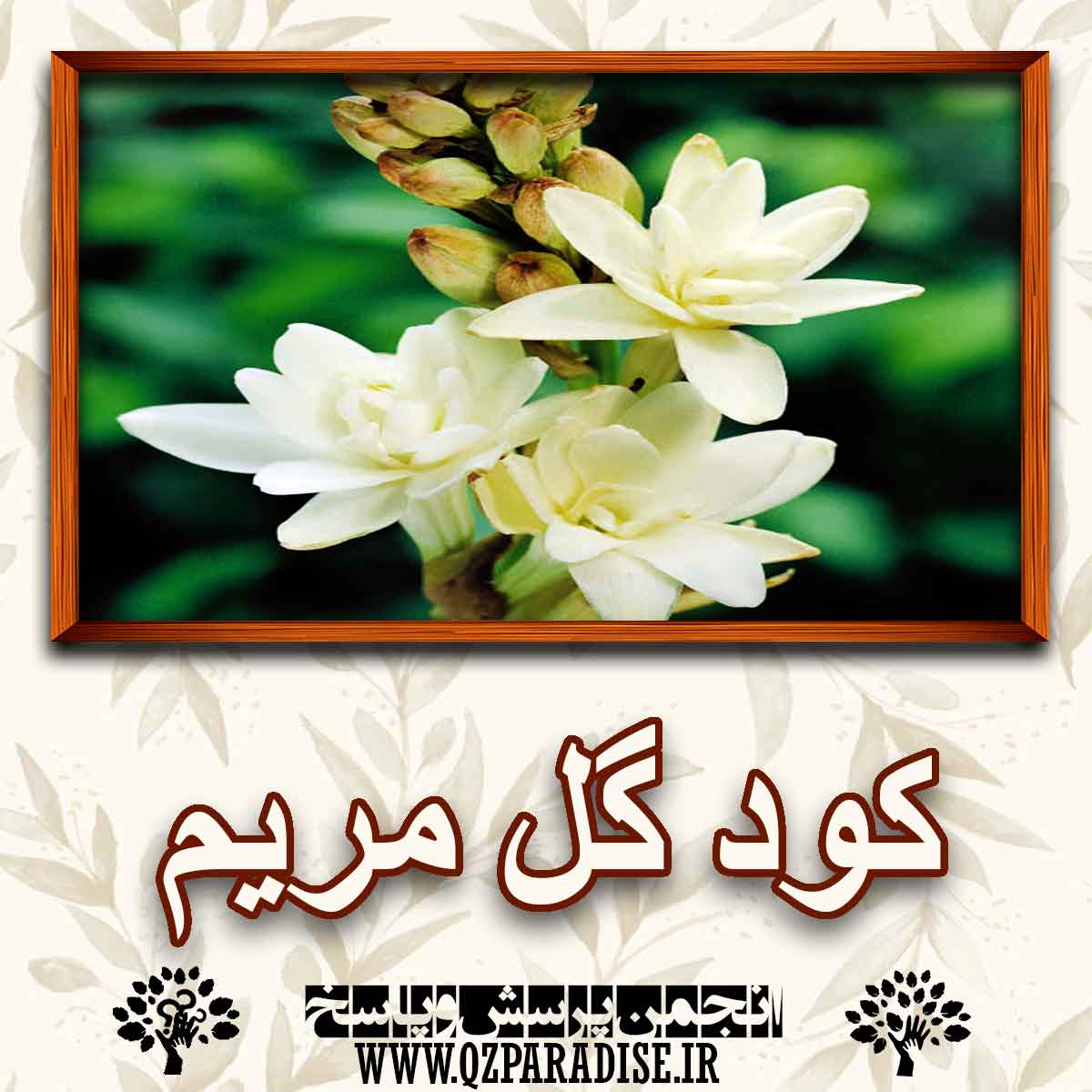 8bea42556a56fdba62b3eae619b36b63c0878362 227 - خواص و فواید کود گل مریم را به طور کامل شرح دهید ؟