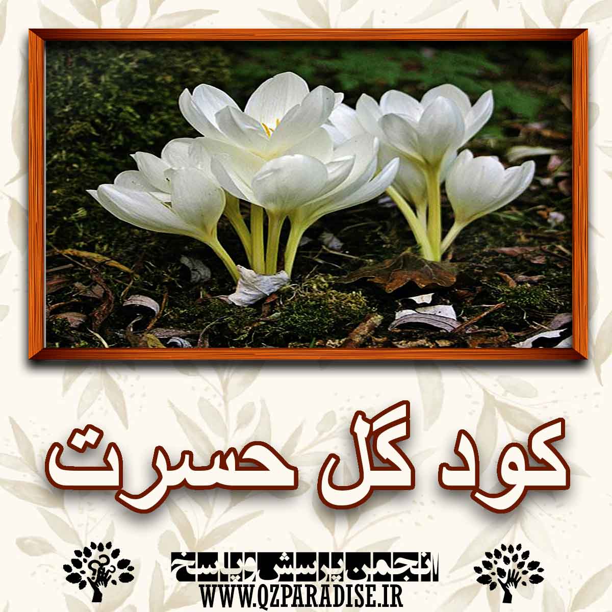 خواص و کاربرد کود گل حسرت را شرح دهید ؟ 8befea5ca2ee02dd2c15447d9ff750a11ac56ba1 227 - خواص و کاربرد کود گل حسرت را شرح دهید ؟