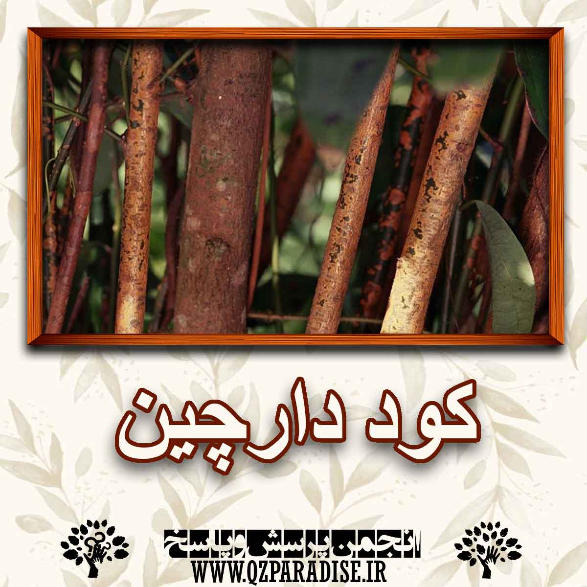 کود مناسب گیاه دارچین  را شرح دهید ؟ 8c7a53ef0911b56d7c5207d43faf8a416145ee51 147 - کود مناسب گیاه دارچین  را شرح دهید ؟