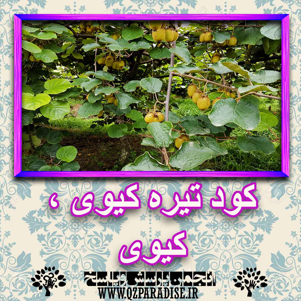 8d3f2ed04a1c8dca5d6a8711866c77f71939c1d2 227 - خواص استفاده از کود تیره کیوی، کیوی را شرح دهید ؟