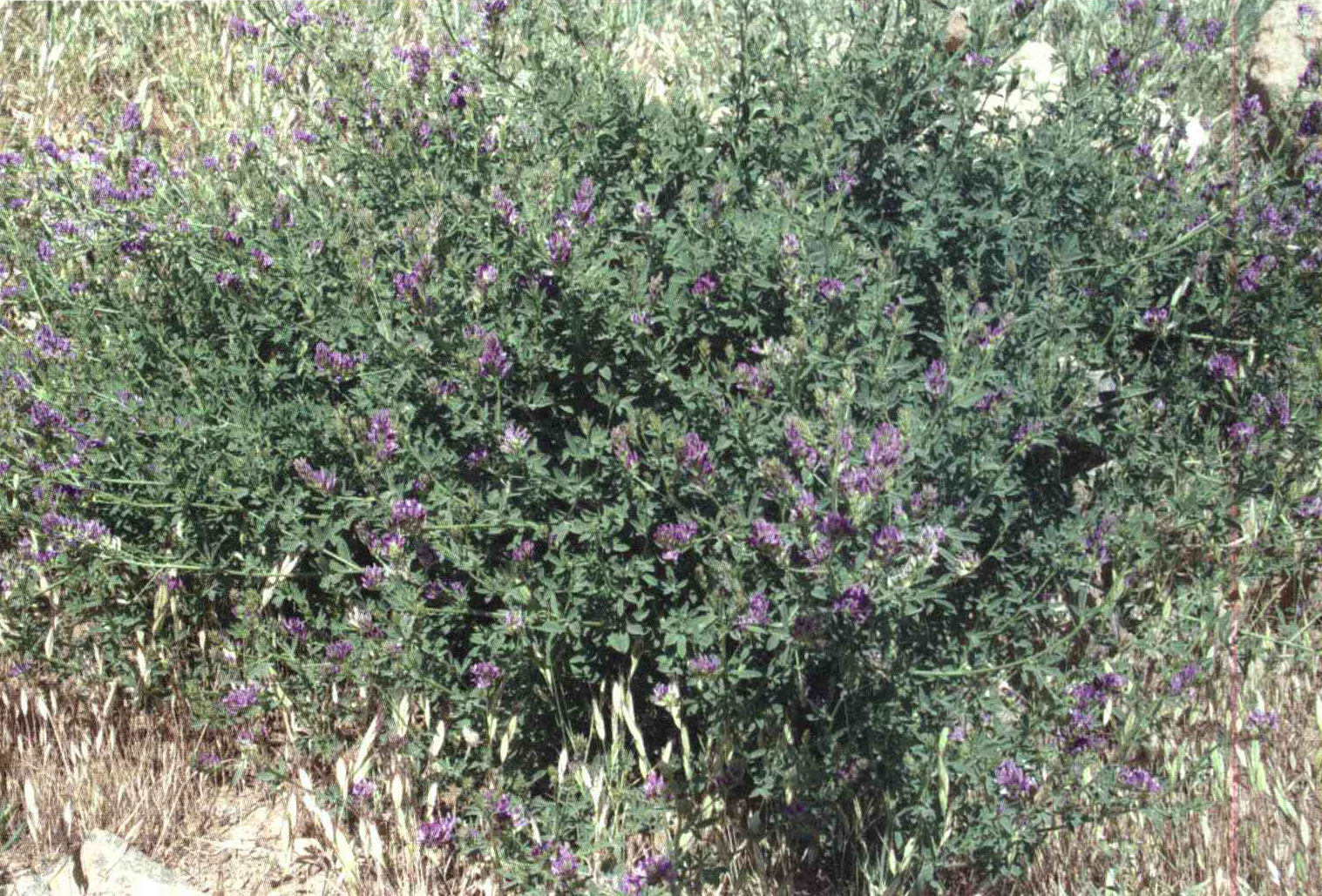 کود مناسب گیاه یونجه چیست و چه خاصیتی دارد؟ 8da21133b12f111d98f0a9826c688cada2846744 14 - کود مناسب گیاه یونجه چیست و چه خاصیتی دارد؟