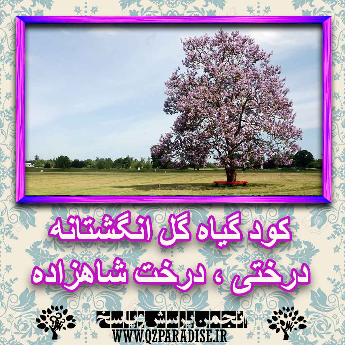 8e1bc9213e7f46aca14a138123ff45ba1517c416 227 - کود مناسب گیاه گل انگشتانه درختی ، درخت شاهزاده چیست و چه خاصیتی دارد؟
