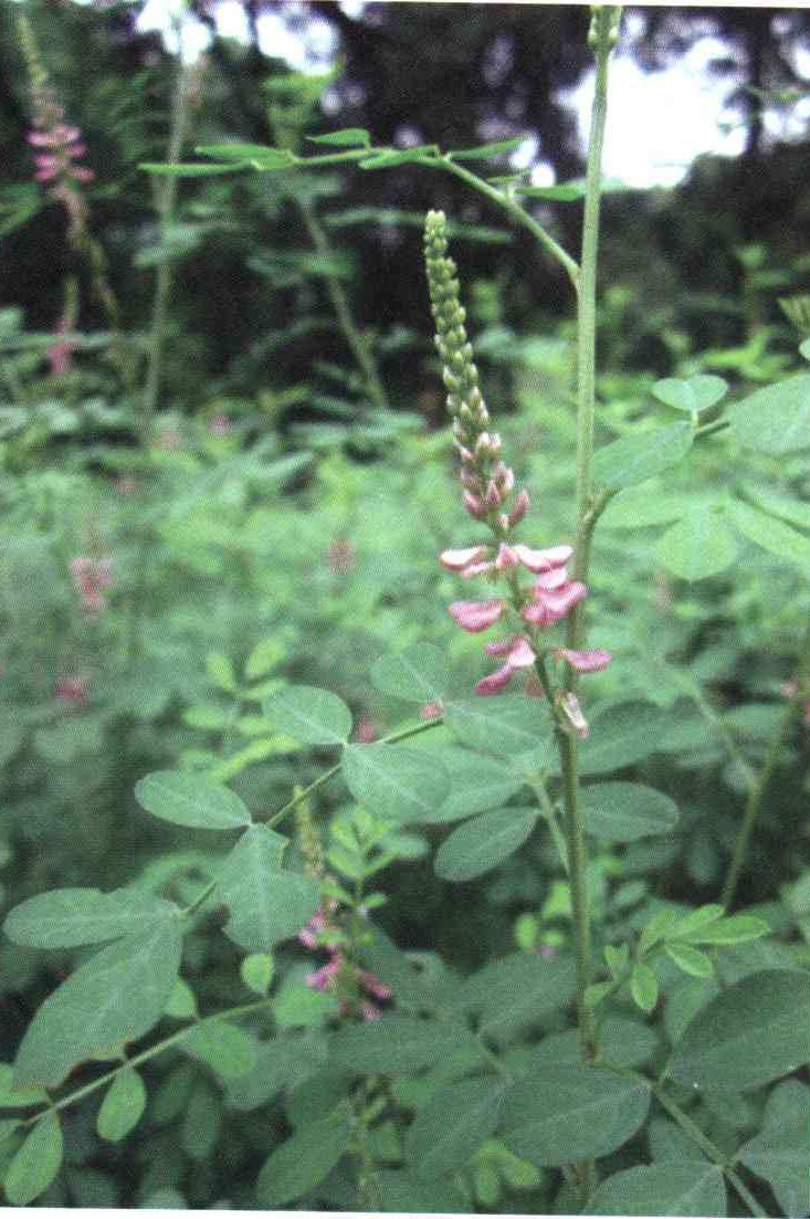 کود مناسب گیاه نیل چیست و چه خاصیتی دارد؟ 8e571cf1ca74db8b694f79077fb82920731f7b7b 14 - کود مناسب گیاه نیل چیست و چه خاصیتی دارد؟