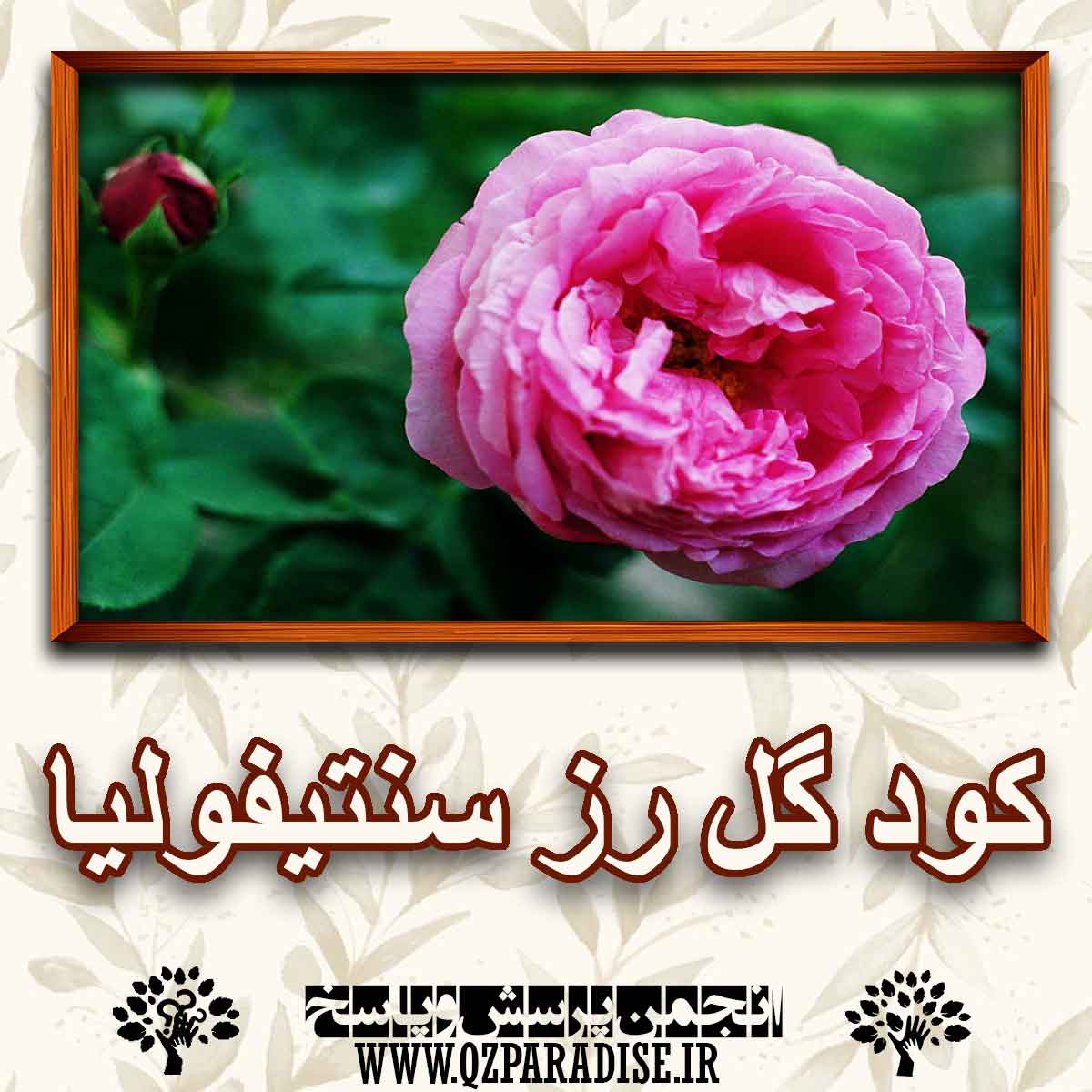 خواص و فواید کود گل رز سنتیفولیا را کامل شرح دهید ؟ 8e788563f24d5f4c4b0af08a79bbe7ef2e234e2a 227 - خواص و فواید کود گل رز سنتیفولیا را کامل شرح دهید ؟