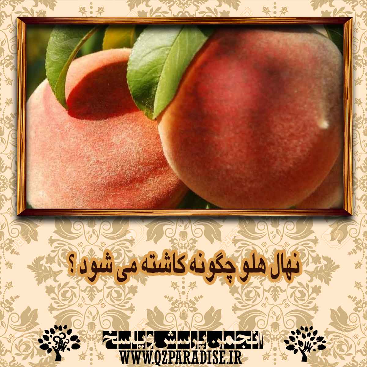 نهال هلو چگونه کاشته می شود ؟ 8e8d1580d82fddbdc5cc31b8ed86a62c02202789 14 - نهال هلو چگونه کاشته می شود ؟