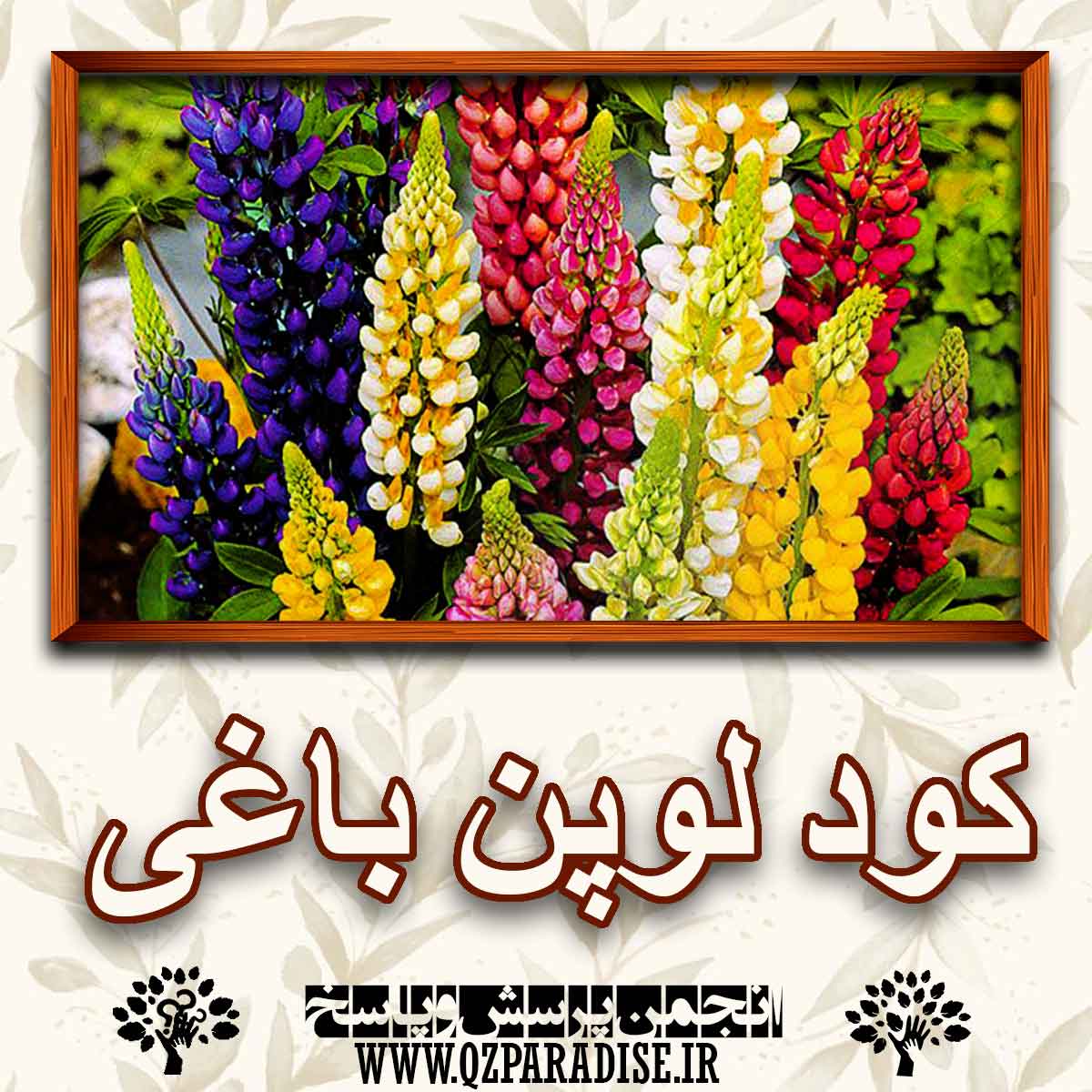 خواص و فواید کود گیاه لوپن باغیرا شرح دهید ؟ 8fc22ac66a10148d793267390a6f8e2c16b554df 227 - خواص و فواید کود گیاه لوپن باغیرا شرح دهید ؟