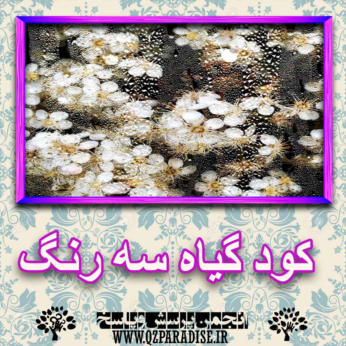 کود مناسب گیاه سه رنگ چیست و چه خاصیتی دارد؟ 902e708427a43b1c54f8c0523e9d34b5d1808d55 227 - کود مناسب گیاه سه رنگ چیست و چه خاصیتی دارد؟