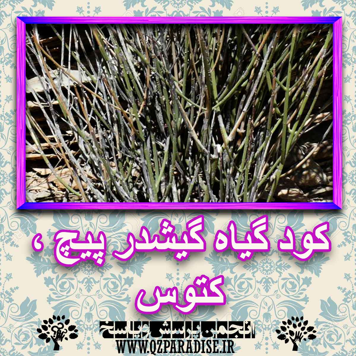 خواص استفاده از گیاه گیشدرپیچ ، کتوس را شرح دهید ؟ 90bd0d958319bf50272f26b51af4caba0c03f839 227 - خواص استفاده از گیاه گیشدرپیچ ، کتوس را شرح دهید ؟