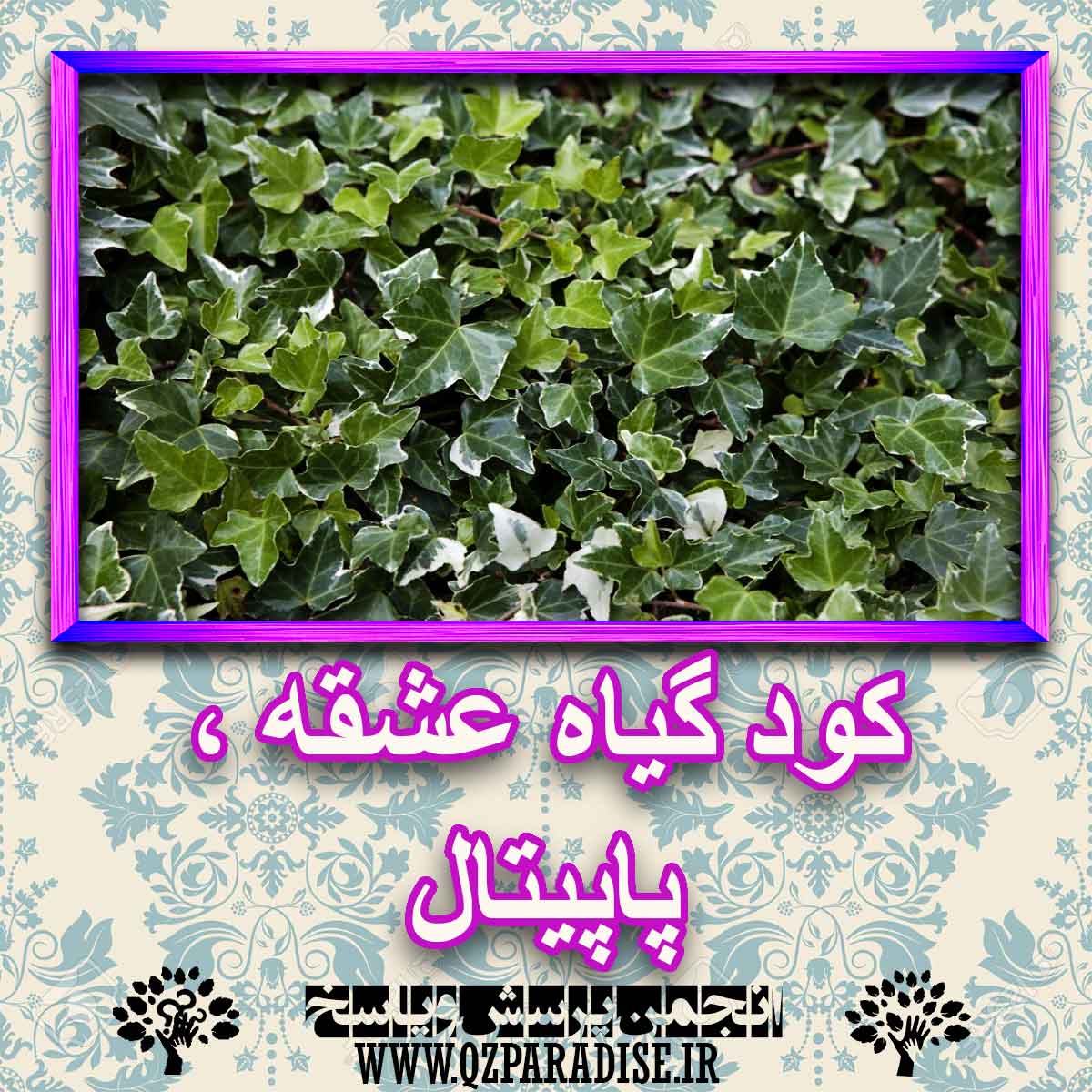 خواص استفاده از کود گیاه عشق پایتال شرح دهید ؟ 9111b4cf944550a7aff63659c407d498fde0fda1 227 - خواص استفاده از کود گیاه عشق پایتال شرح دهید ؟