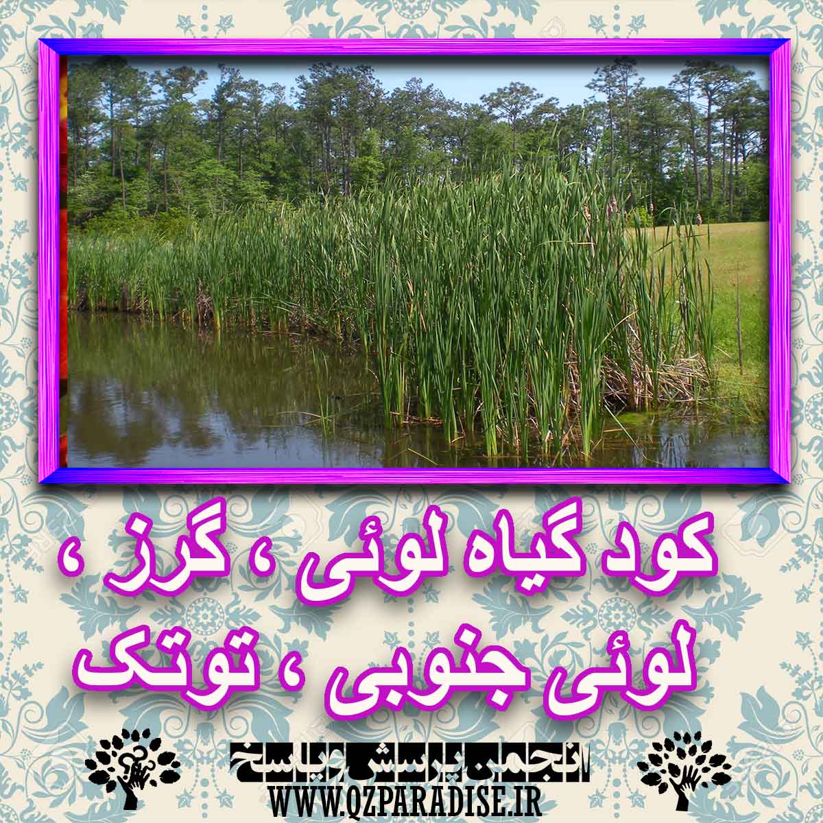 کود مناسب گیاه لوئی ، گرز ، لوئی جنوبی ، توتک چیست و چه خاصیتی دارد؟ 91ef25fa0fd7df724de4deaaee844e1ae872be61 227 - کود مناسب گیاه لوئی ، گرز ، لوئی جنوبی ، توتک چیست و چه خاصیتی دارد؟