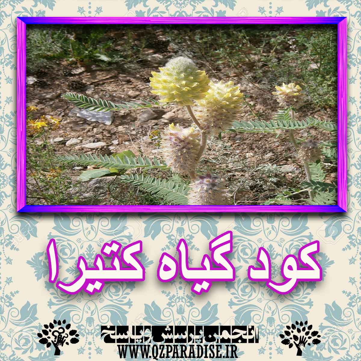 کود مناسب گیاه کتیرا چیست و چه خاصیتی دارد؟ 9207420608dd5600c16c2c2ca43b4ea98885f58b 227 - کود مناسب گیاه کتیرا چیست و چه خاصیتی دارد؟