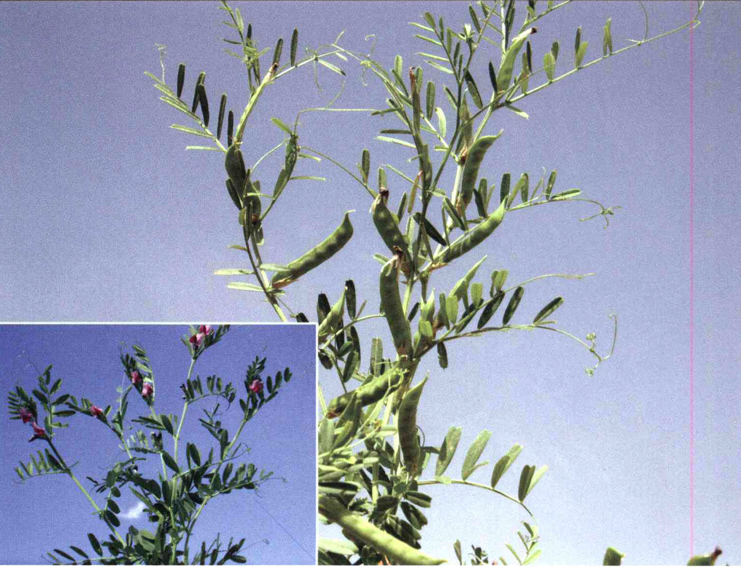 928f28e997aac5f55b0906bdcbbfa38a6bcfc8d6 14 - کود مناسب گیاه ماشک ، گاودانه ، کرسنه چیست و چه خاصیتی دارد؟