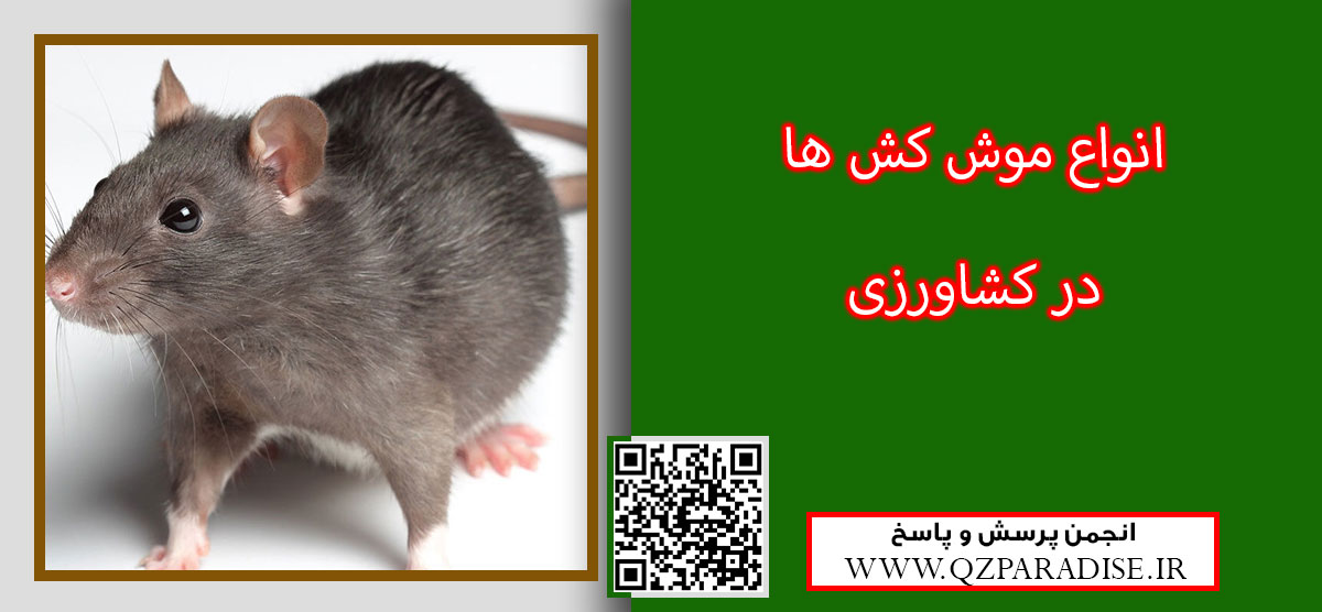 روش مبارزه با موش به چه صورت می باشد ؟ 92bdf5838cd3cd4eae397f7ab74012eaf203e333 14 - روش مبارزه با موش به چه صورت می باشد ؟