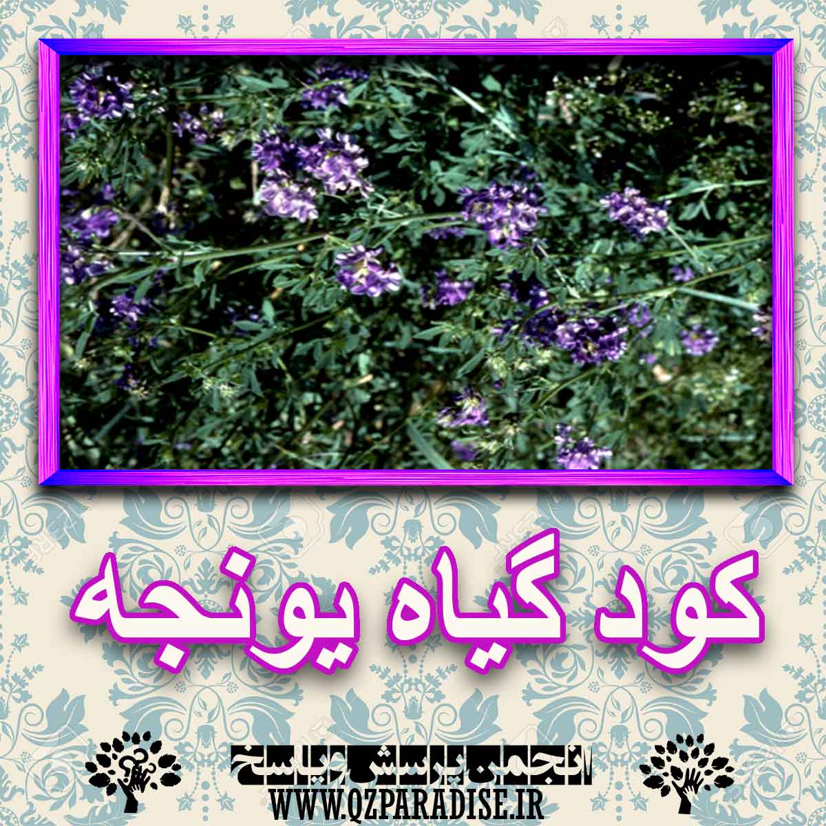 کود مناسب گیاه یونجه چیست و چه خاصیتی دارد؟ 93861271f5c3860aea588ca945100a844014b859 227 - کود مناسب گیاه یونجه چیست و چه خاصیتی دارد؟