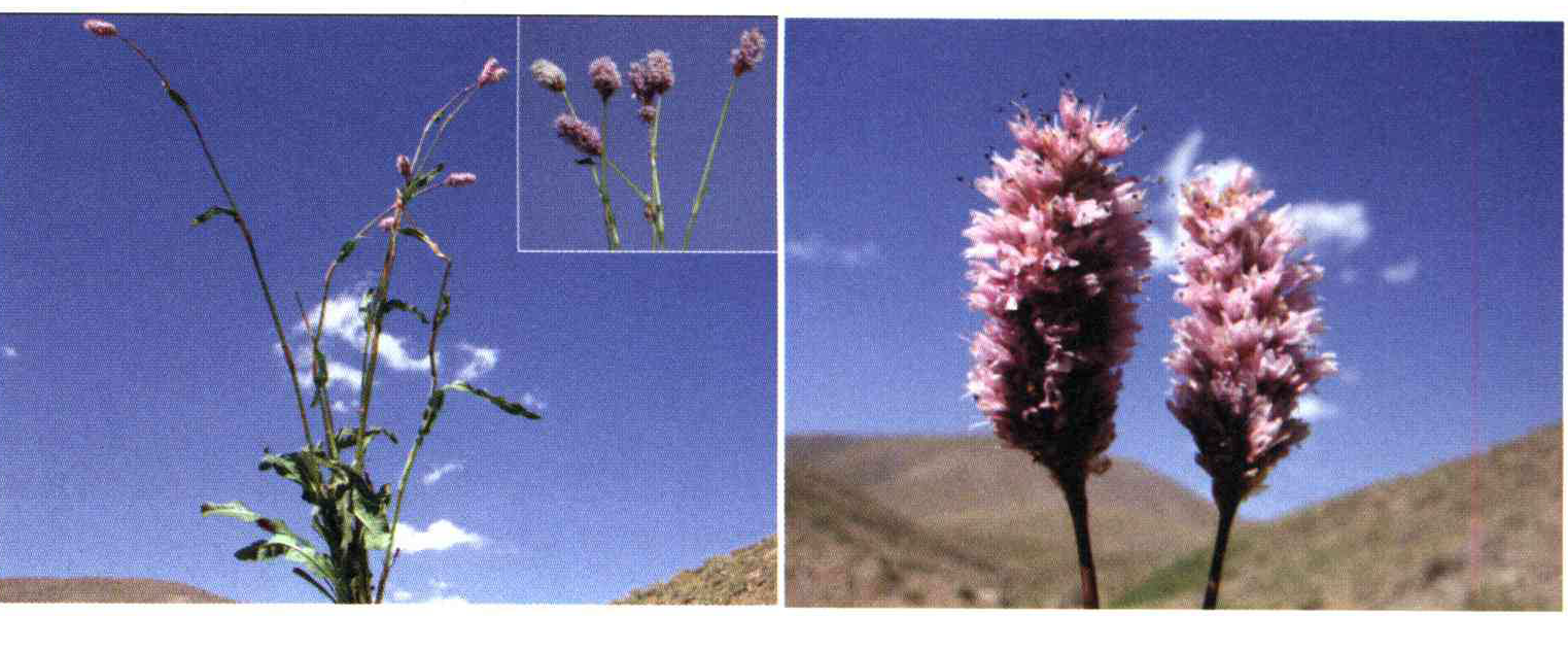 کود مناسب گیاه علف هفت بند اروپایی ، انجبار چیست و چه خاصیتی دارد؟ 9397ba3a2b871ccd8c6f03650cad8dc9185f4e84 14 - کود مناسب گیاه علف هفت بند اروپایی ، انجبار چیست و چه خاصیتی دارد؟