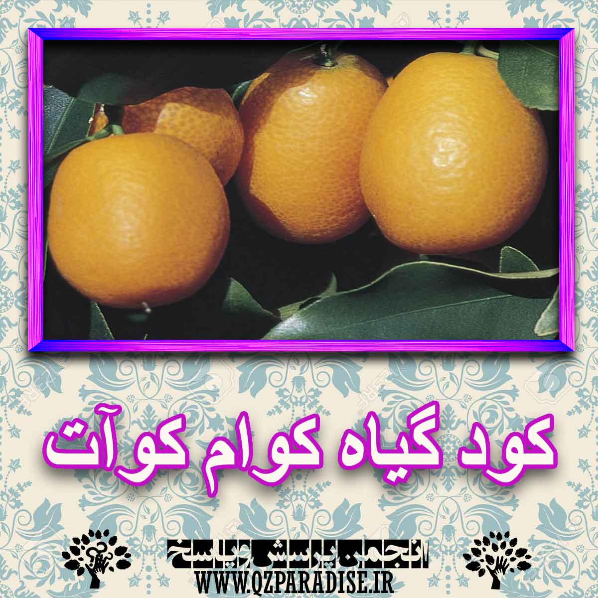 کود مناسب گیاه کوام کوآت چیست و چه خاصیتی دارد؟ 93da73154fef3ee9ec2ec000bbddad5b09aaaebd 227 - کود مناسب گیاه کوام کوآت چیست و چه خاصیتی دارد؟