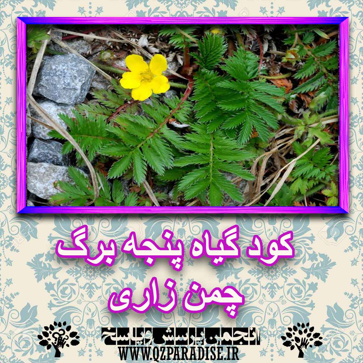 کود مناسب گیاه پنجه برگ چمن زاری چیست و چه خاصیتی دارد؟ 942887bd91ca77b01d046d4d8060ee95481f1d52 227 - کود مناسب گیاه پنجه برگ چمن زاری چیست و چه خاصیتی دارد؟