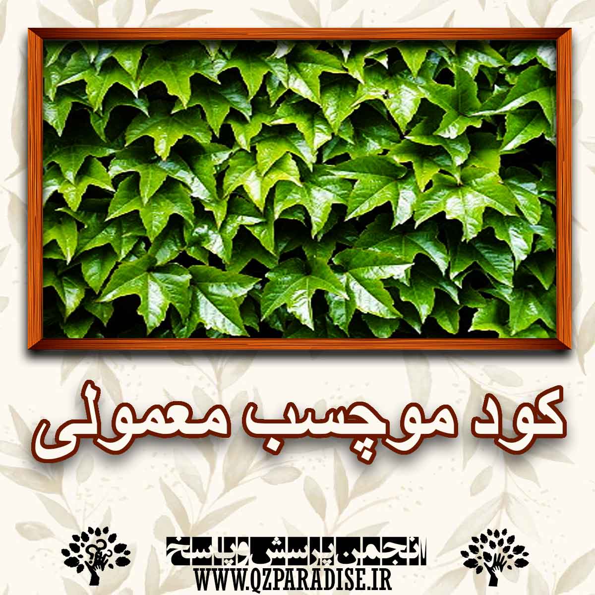 خواص کود موچسب معمولی را شرح دهید ؟ 94632bd9cc9f9fea4c8fbd5722b96eb1091726a9 227 - خواص کود موچسب معمولی را شرح دهید ؟