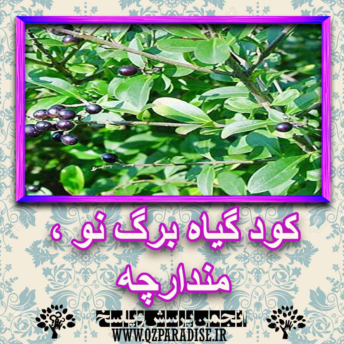 خواص استفاده از گیاه برگ بو مندارچه را شرح دهید ؟ 95663106add0e2ba2a784cb20740685e994c52c7 227 - خواص استفاده از گیاه برگ بو مندارچه را شرح دهید ؟