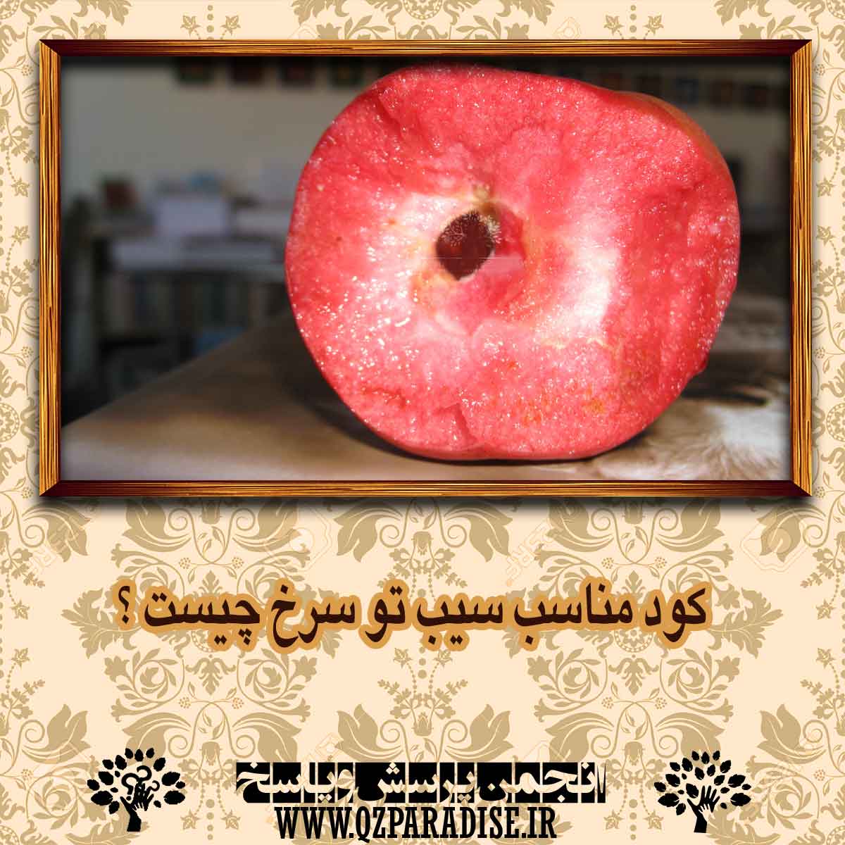 کود مناسب سیب تو سرخ چیست ؟ 957c5d98111acf601399c376199f79e799edb87a 14 - کود مناسب سیب تو سرخ چیست ؟