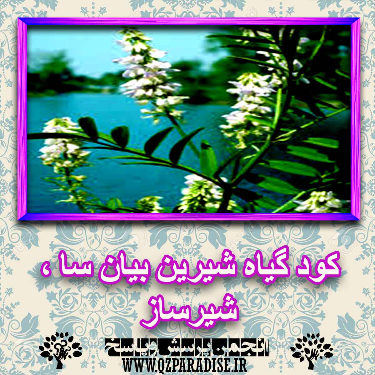 کود مناسب گیاه شیرین بیان سا ، شیرساز چیست و چه خاصیتی دارد؟ 9598476f9c9fcf17090141de66ad98e5ed00be76 227 - کود مناسب گیاه شیرین بیان سا ، شیرساز چیست و چه خاصیتی دارد؟