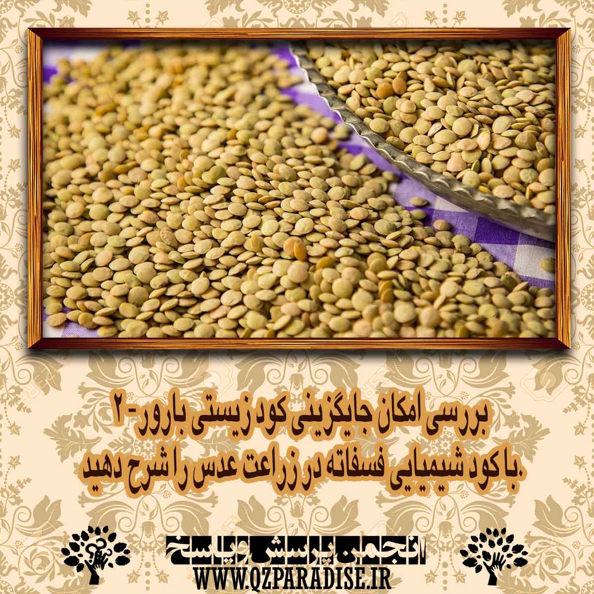 بررسي امكان جايگزيني كود زيستي بارور- 2 با كود شيميايي فسفاته در زراعت عدس را شرح دهید . 963c1cf8e4c908d01110b35b1885833d2db7e3f5 14 - بررسي امكان جايگزيني كود زيستي بارور- 2 با كود شيميايي فسفاته در زراعت عدس را شرح دهید .