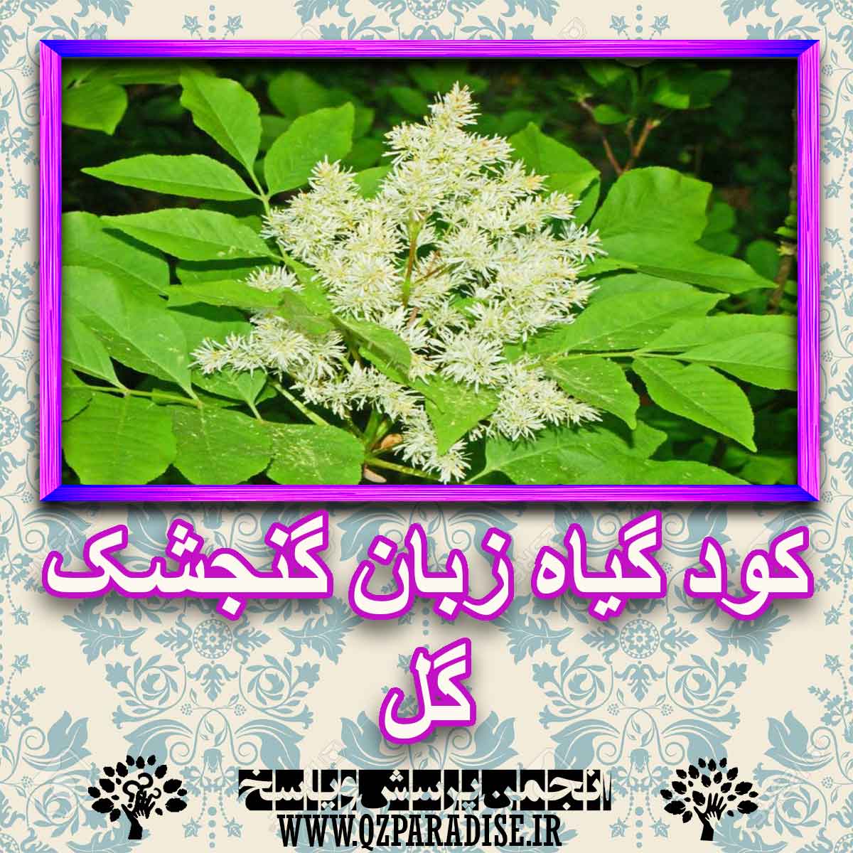 خواص استفاده از گیاه-زبان-گنجشک-گل را شرح دهید ؟ 9684b61755cf1147f9b4b4ae1edef7088f5a66ce 227 - خواص استفاده از گیاه-زبان-گنجشک-گل را شرح دهید ؟