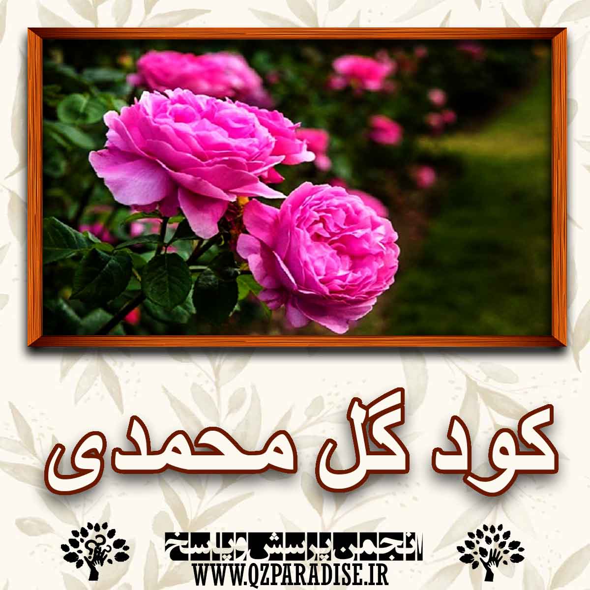 خواص و فواید کود گل محمدی را به طور کامل شرح دهید ؟ 96b6f2588b47b89b8d62d2cf32445aa919536e3d 227 - خواص و فواید کود گل محمدی را به طور کامل شرح دهید ؟