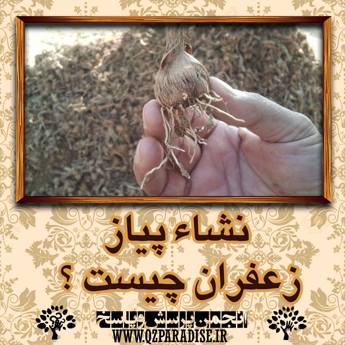 96e97280e54989f1209ae0716ba93fcaf0f3e935 14 - نشاء پیاز زعفران چیست ؟