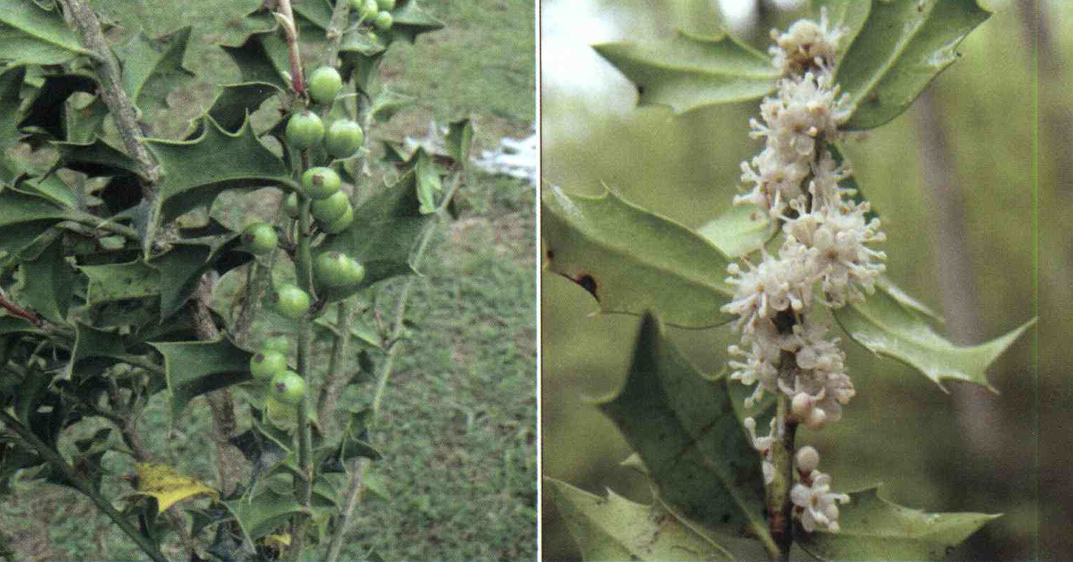 خواص استفاده از کود گیاه خاس را شرح دهید ؟ 97084050ccc336dd8f22cd5d514bafc2a3f5a7fe 14 - خواص استفاده از کود گیاه خاس را شرح دهید ؟