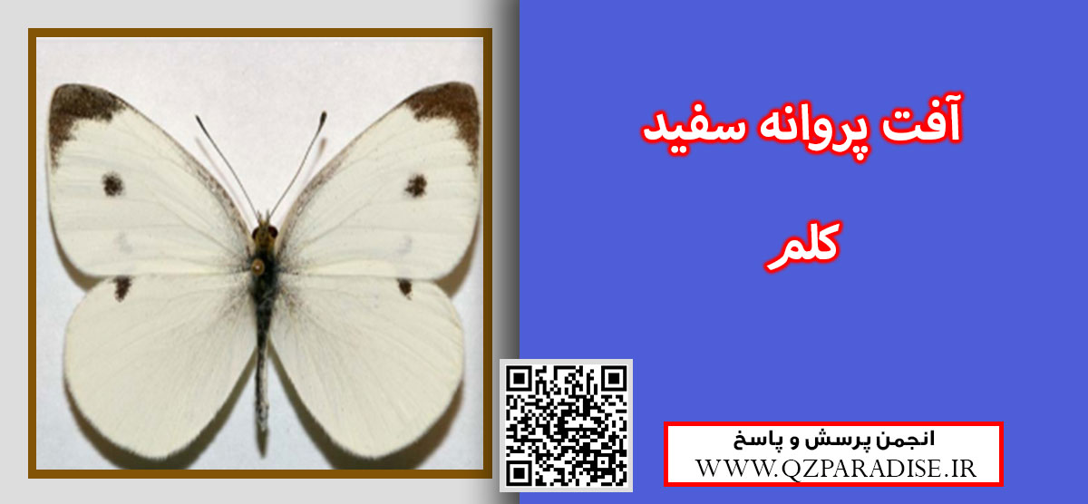 979f5ac4e1f503691503abf268a33cecb16a1ad1 9 - آفت پروانه سفید کلم و آسیبی که لاروهای پروانه سفید کلم وارد می نمایند را بیان کنید ؟