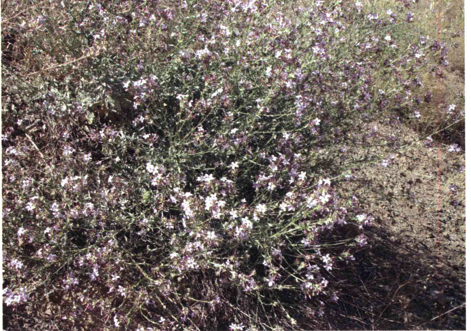 کود مناسب گیاه علف سربی ، علف دندان چیست و چه خاصیتی دارد؟ 97dce8bb0e9d9619a3d7cf106e54c71083c2dbc8 14 - کود مناسب گیاه علف سربی ، علف دندان چیست و چه خاصیتی دارد؟