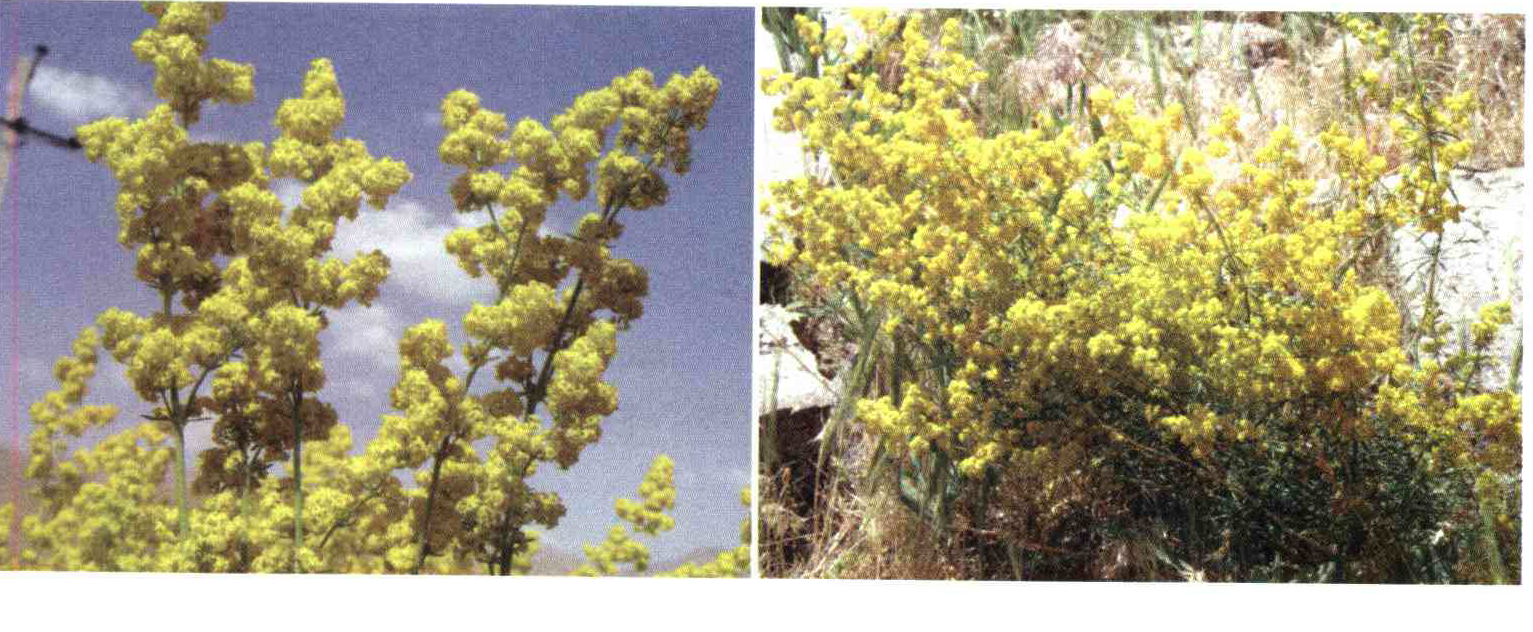 98059555eeb76cba2dbb19c0c2961d103a2ad3e3 14 - کود مناسب گیاه شیر پنیر چیست و چه خاصیتی دارد؟