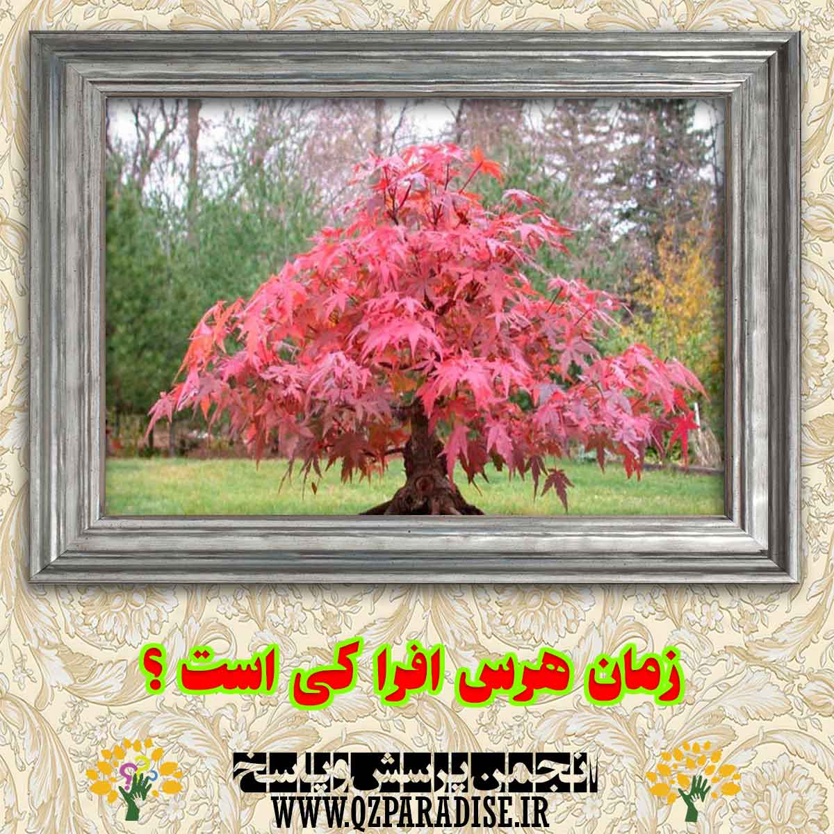 زمان هرس افرا کی است؟ 98318bea58bd07e66dc16283444930c3fd76898c 290 - زمان هرس افرا کی است؟