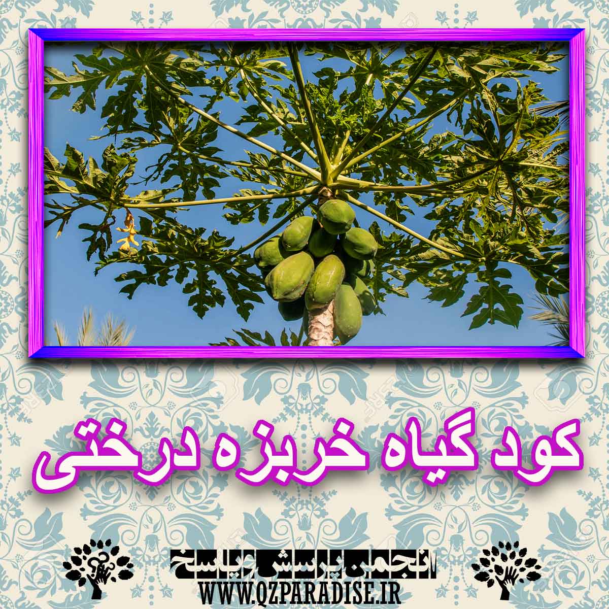 9864ee33913314dcedf4ef3f2008702cb26f31a7 227 - خواص استفاده از کود گیاه خربزه درختی را شرح دهید ؟