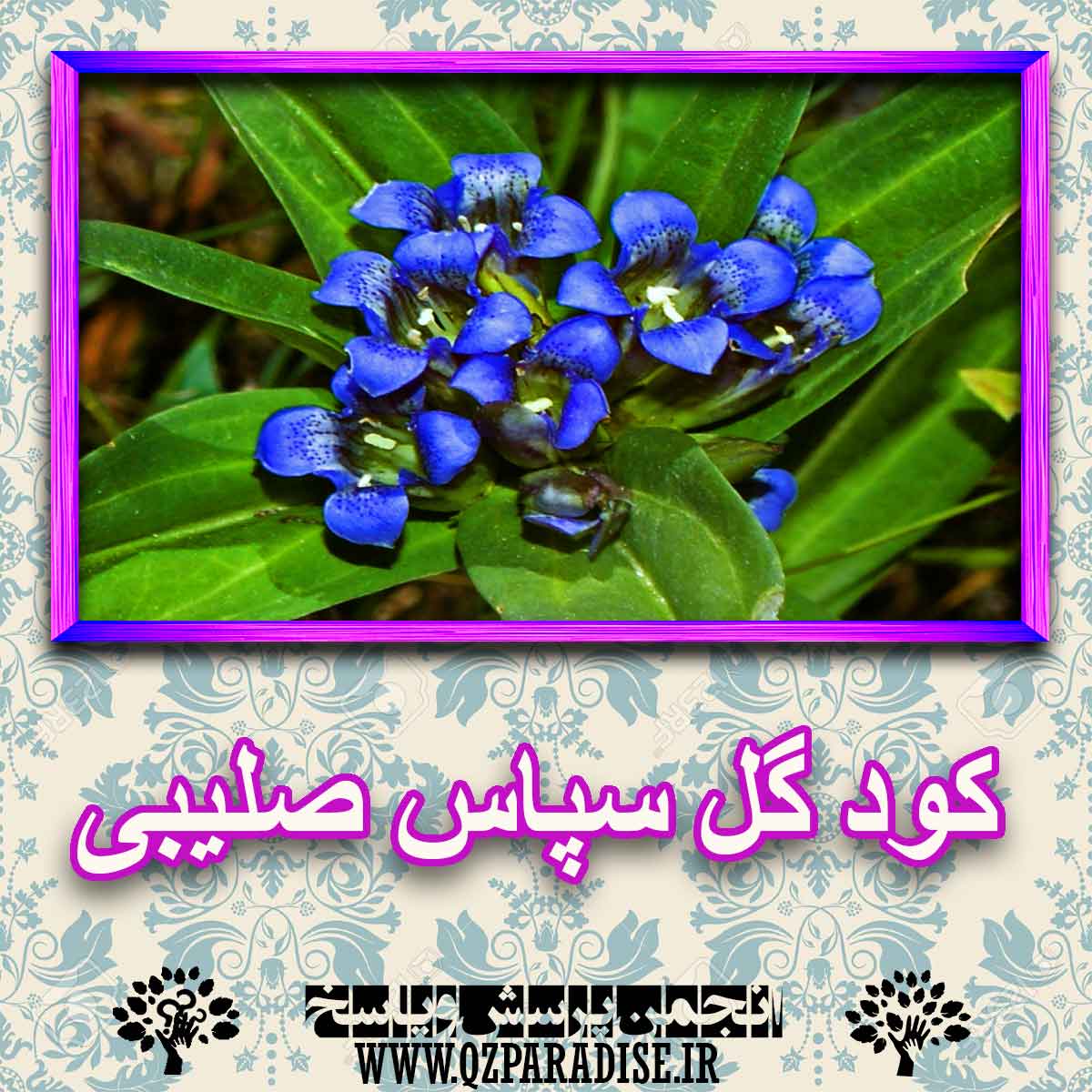 خواص استفاده از کود گل سپاس صلیبی را شرح دهید ؟ 98ba87afc850c8ab0c42cb9ece89246534bfe2b6 227 - خواص استفاده از کود گل سپاس صلیبی را شرح دهید ؟