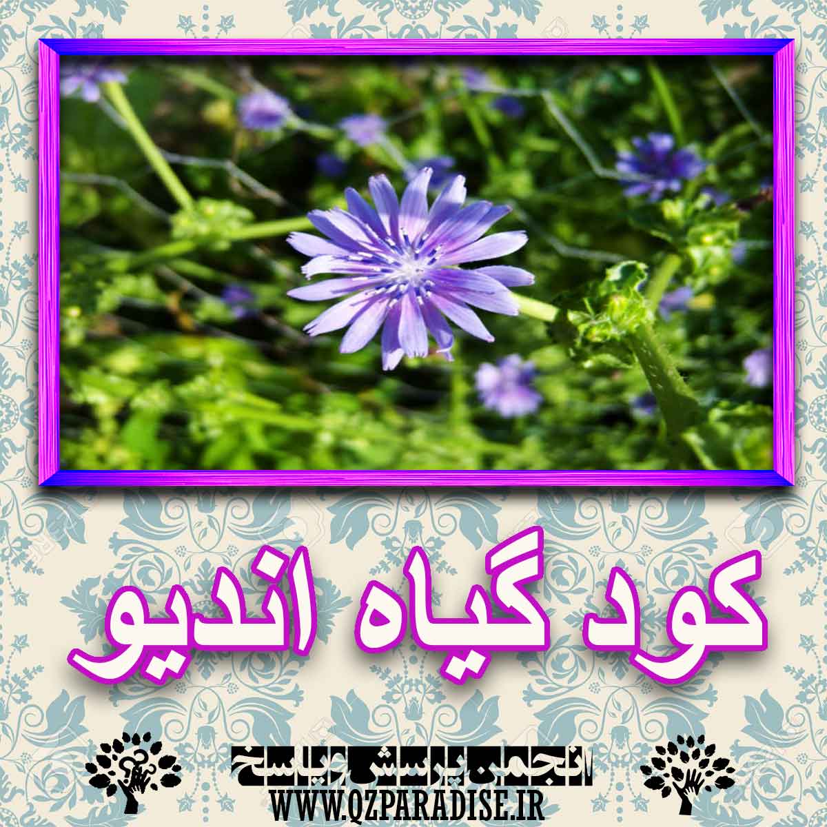 خواص استفاده از کود گل اندیو را شرح دهید ؟ 98ce14459885bfe0126803d944301977972b1c6e 227 - خواص استفاده از کود گل اندیو را شرح دهید ؟