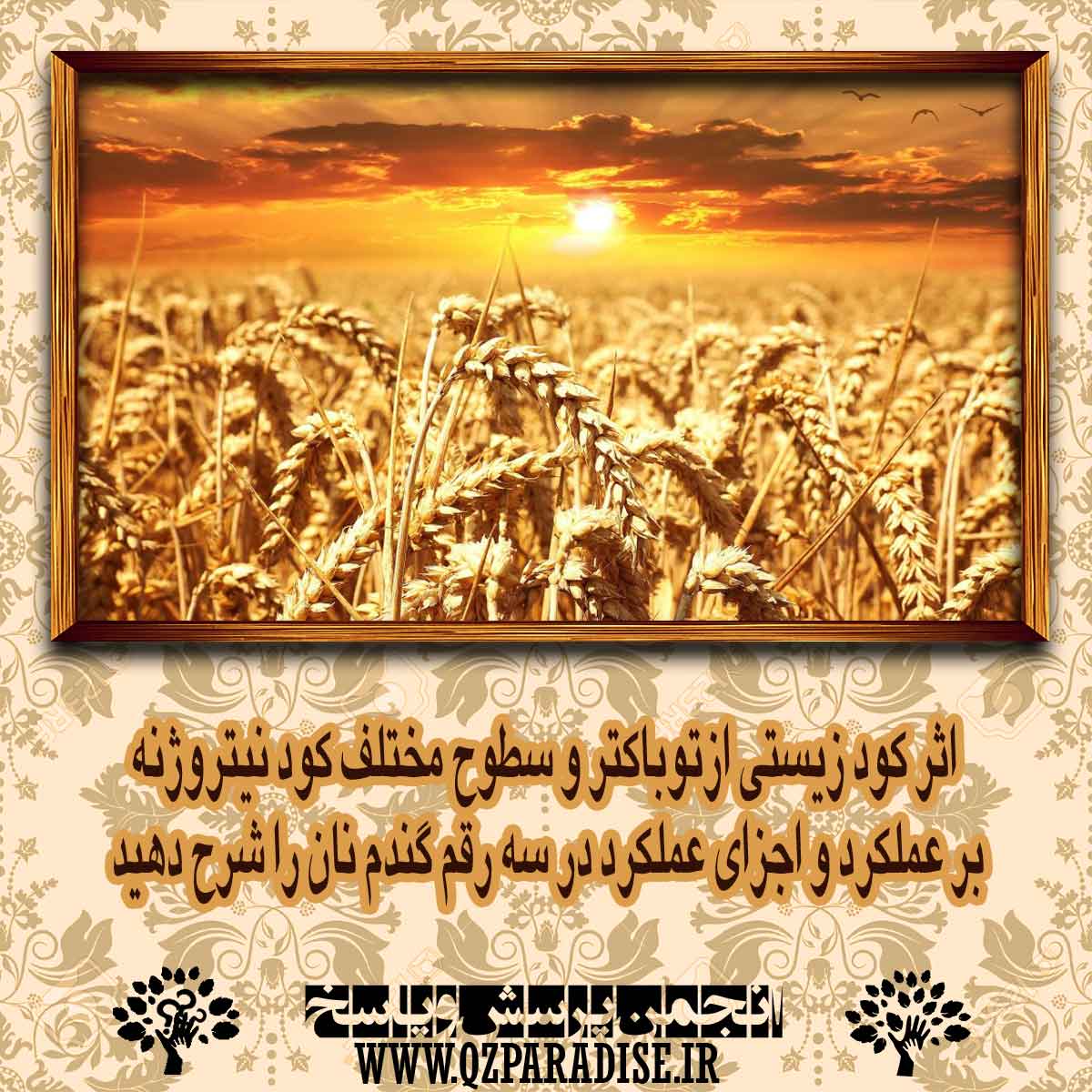 9933b6a1e652ab20f396634a01abd2e0fd883da3 14 - اثر كود زيستي ازتوباكتر مختلف كود نيتروژنه بر عملكرد و اجزاي عملكرد در سه رقم گندم نان را شرح دهید .