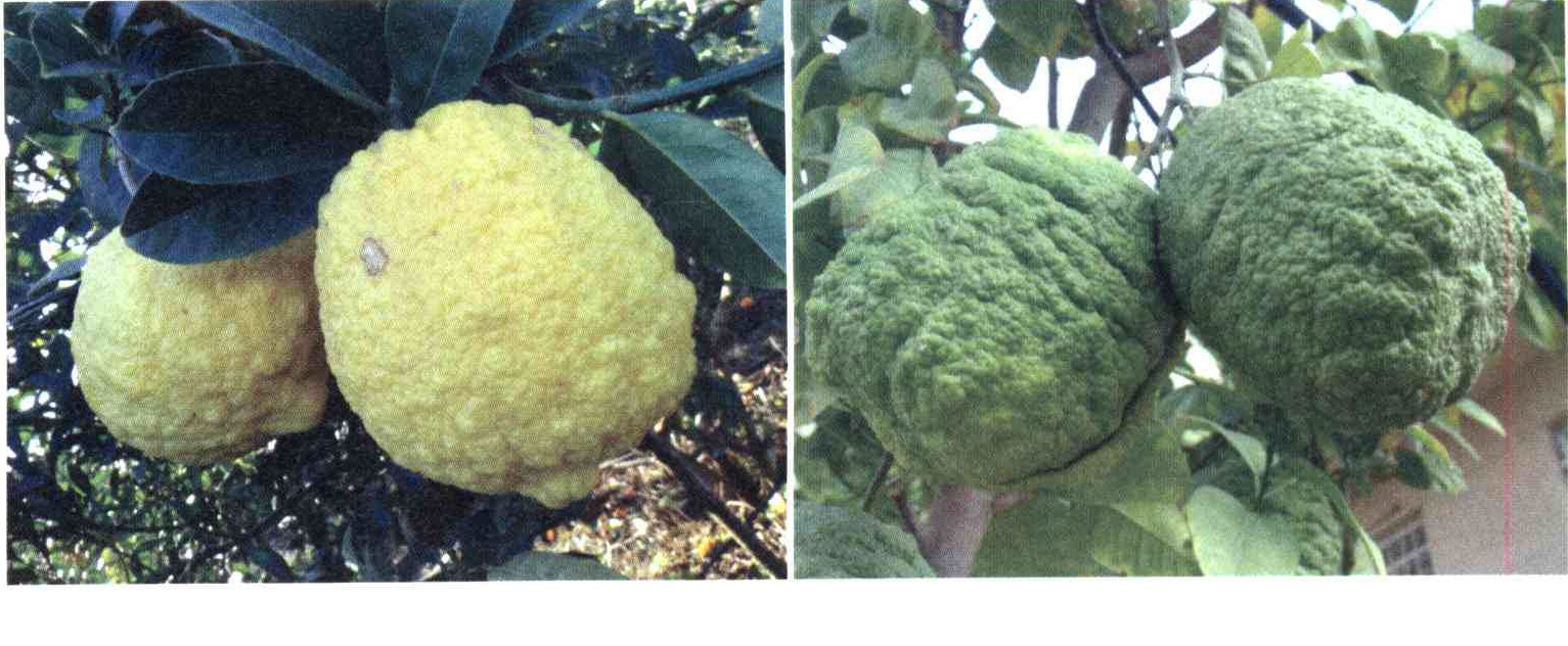 کود مناسب گیاه بالنگ ، ترنج ، بادرنگ چیست و چه خاصیتی دارد؟ 996a209f085e8cf22c7e893a8130666b24443f64 14 - کود مناسب گیاه بالنگ ، ترنج ، بادرنگ چیست و چه خاصیتی دارد؟