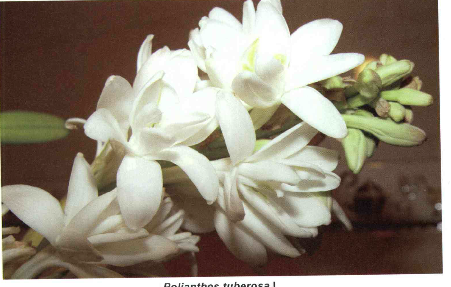 خواص استفاده از کود گل نرگس را شرح دهید ؟ 9a7143bbd06fe8c14de05fd2f372746da10389c0 14 - خواص استفاده از کود گل نرگس را شرح دهید ؟
