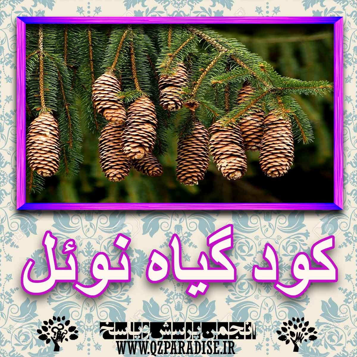 کود مناسب گیاه نوئل چیست و چه خاصیتی دارد؟ 9ab11d6fb6bd653e89de7e84e085d85f857eba2b 227 - کود مناسب گیاه نوئل چیست و چه خاصیتی دارد؟