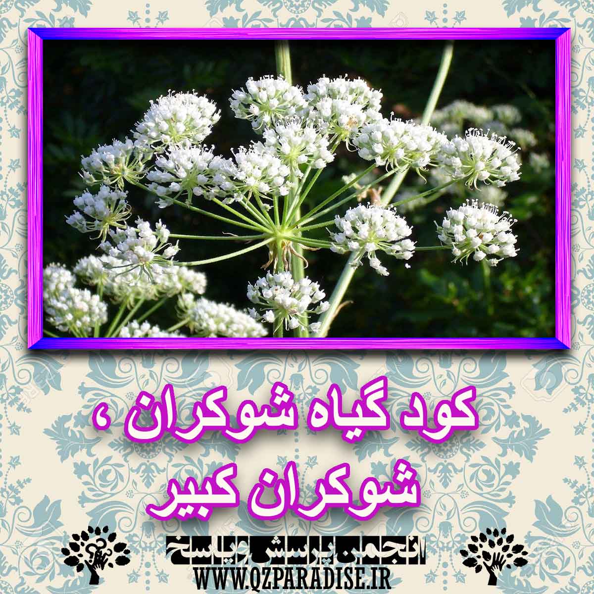 کود مناسب گیاه شوکران ، شوکران کبیر چیست و چه خاصیتی دارد؟ 9b2f408c58229dc53f94e48de23fd9a4da1c9d00 227 - کود مناسب گیاه شوکران ، شوکران کبیر چیست و چه خاصیتی دارد؟