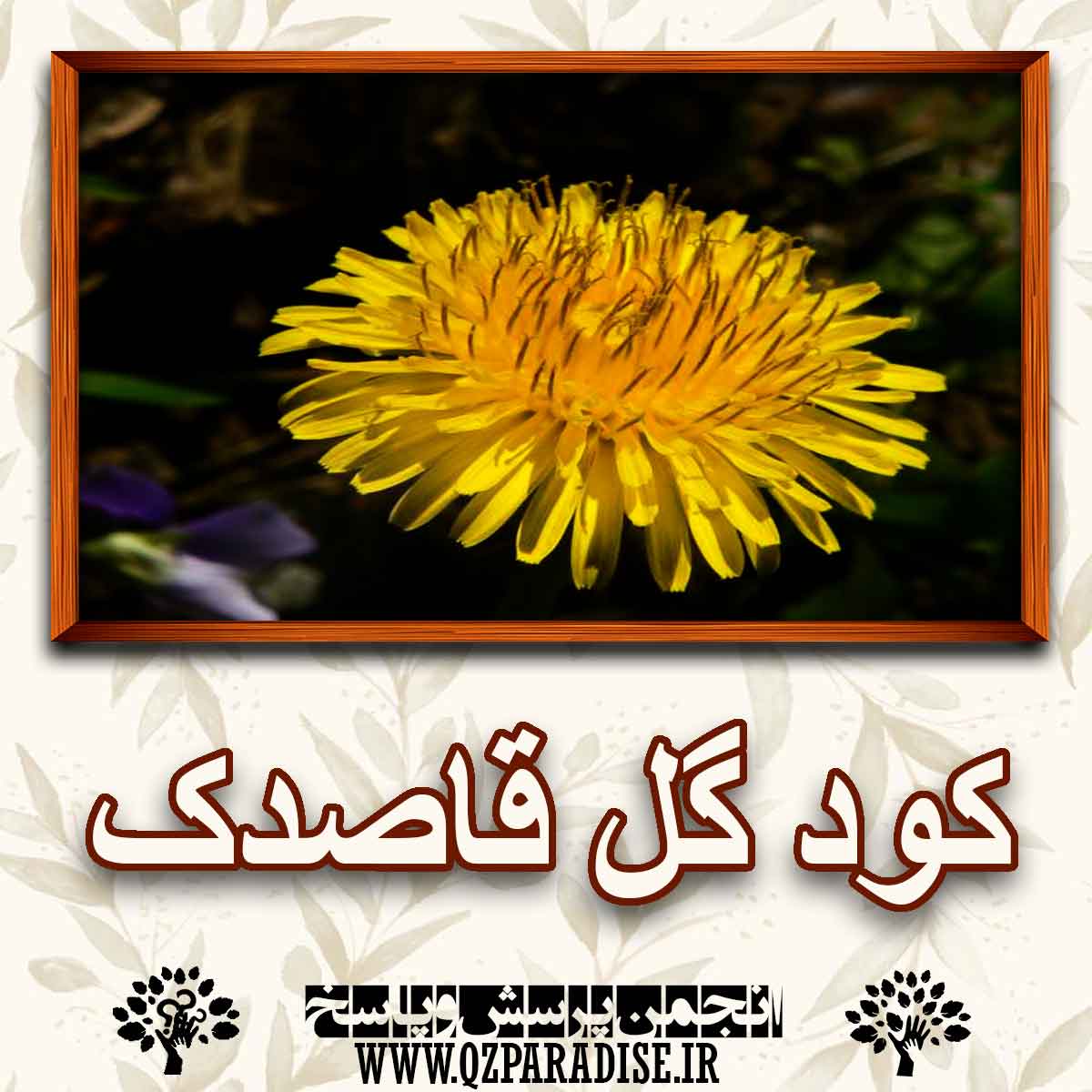 خواص و فواید کود گل قاصدک را شرح دهید؟ 9c3db88817efe60d0259a896f6af39d947ad0164 227 - خواص و فواید کود گل قاصدک را شرح دهید؟