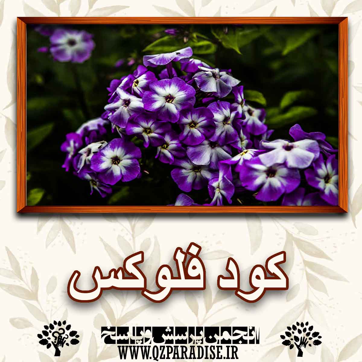 کود مناسب گل فلوکس را شرح دهید ؟ 9c690af188ddf2e21d83189dac3063f0f6582c18 147 - کود مناسب گل فلوکس را شرح دهید ؟